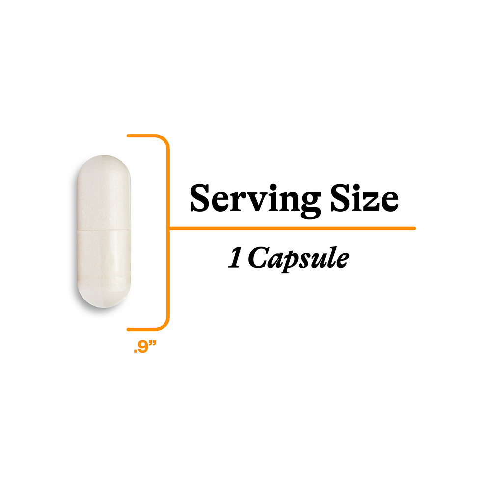 Acetyl L Carnitine Daily Nutritional Support for Active Wellness Routines